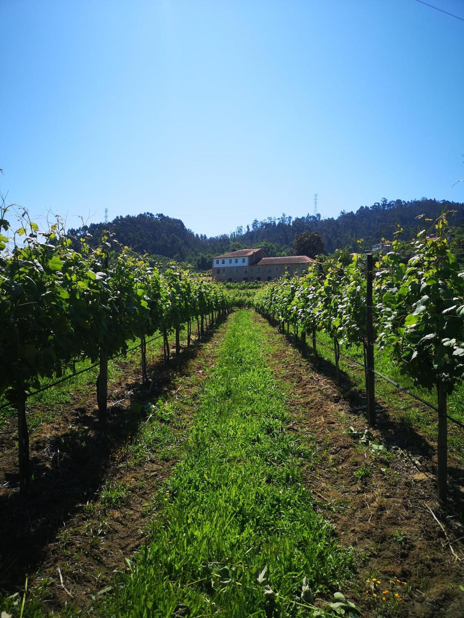 Quinta De Cypriano - Wine & Nature 蓬蒂-达巴尔卡 外观 照片